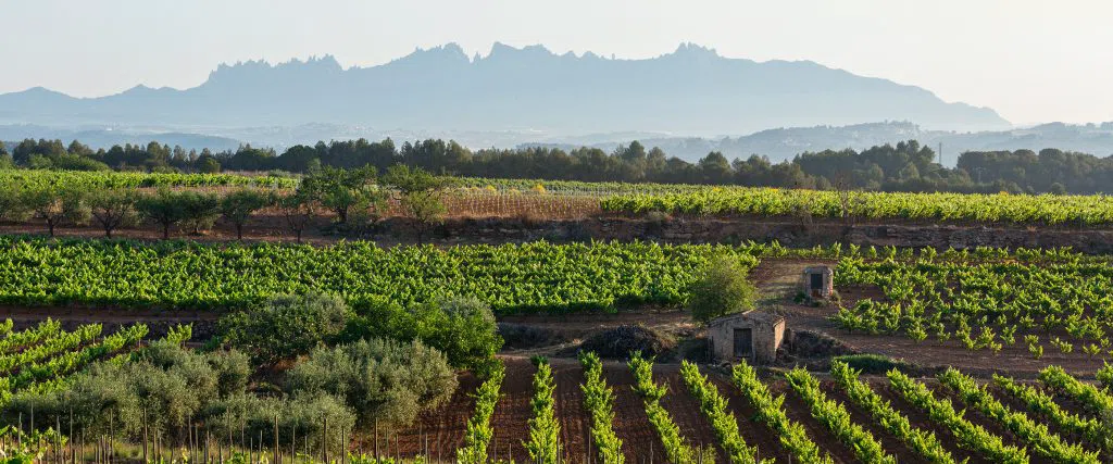 The Penedès wine country beyond the cava labels, a day trip from Barcelona